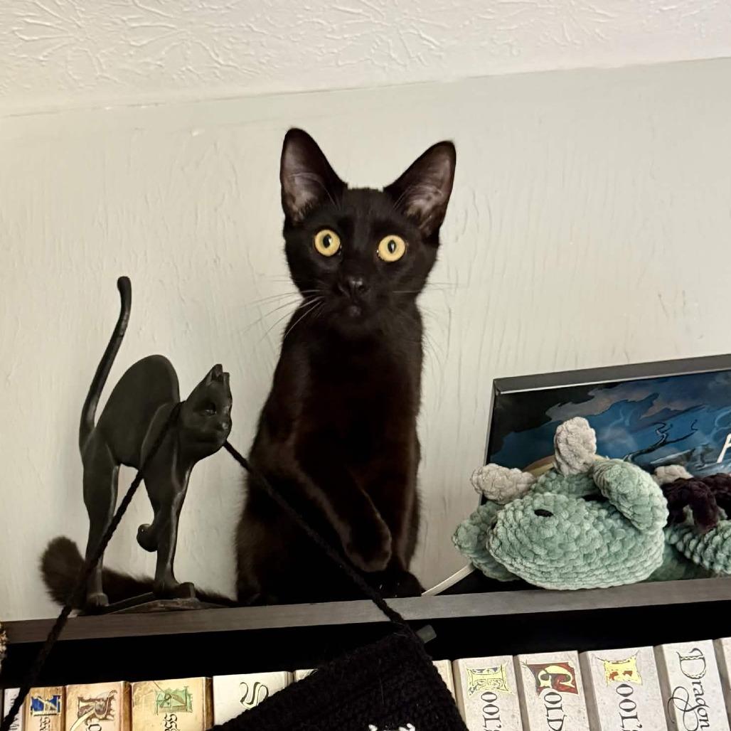 Enlarge Minnow, a Adoptable Domestic Short Hair in Medina, OH image 5/6