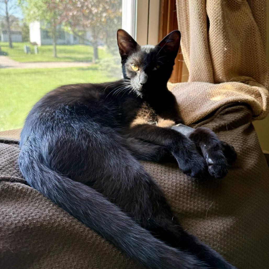 Enlarge Minnow, a Adoptable Domestic Short Hair in Medina, OH image 6/6