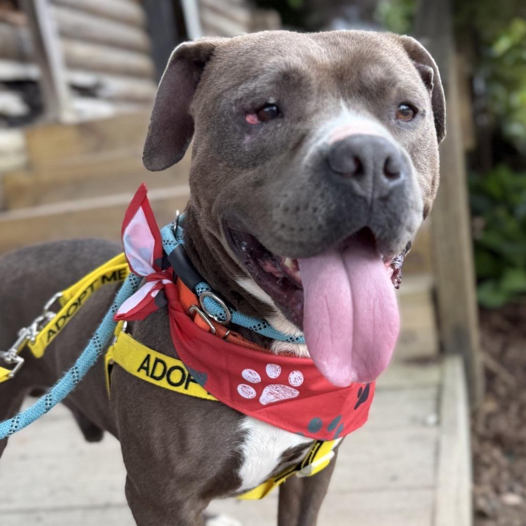 Fish, Adoptable, Adult Male American Bulldog & Mixed Breed.