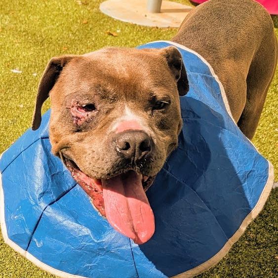Fish, a Adoptable mixed breed in Greensboro, NC image 2/6