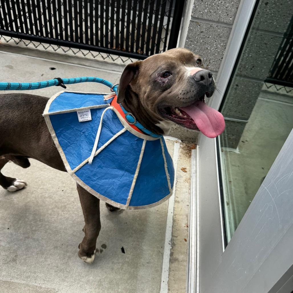 Fish, a Adoptable mixed breed in Greensboro, NC image 3/6