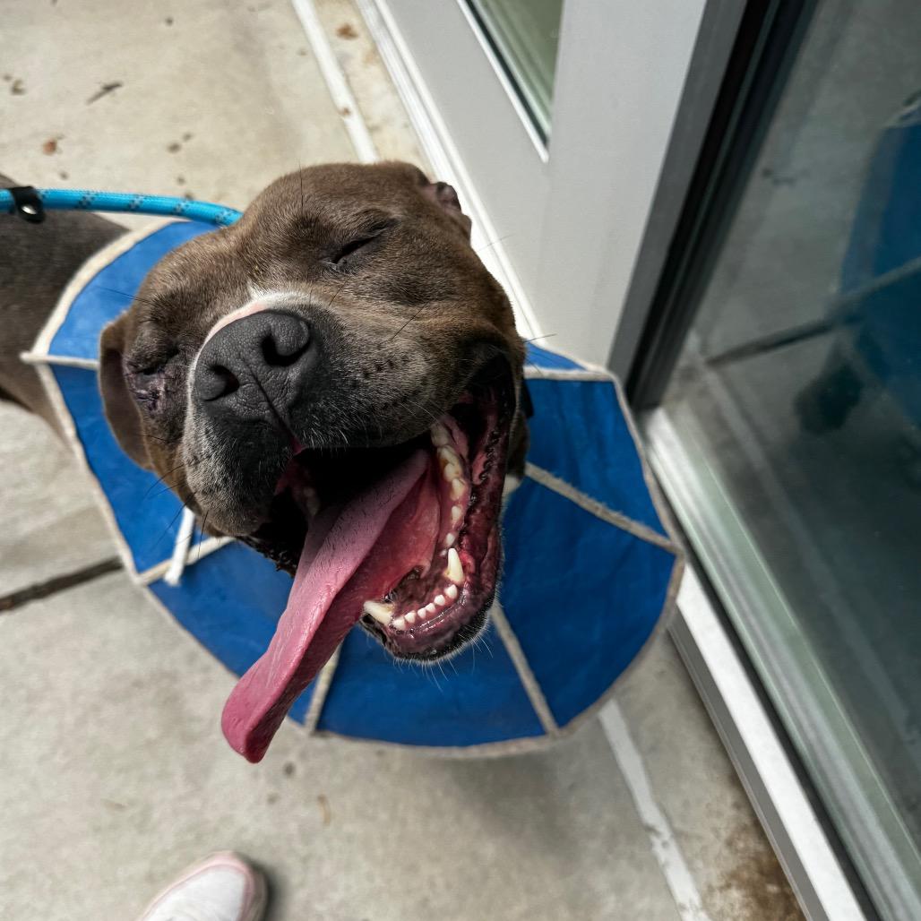 Fish, a Adoptable mixed breed in Greensboro, NC image 4/6
