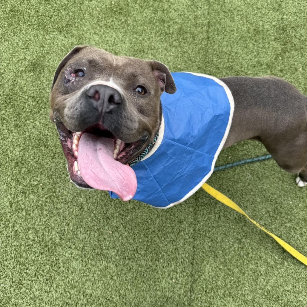 Fish, a Adoptable mixed breed in Greensboro, NC image 5/6