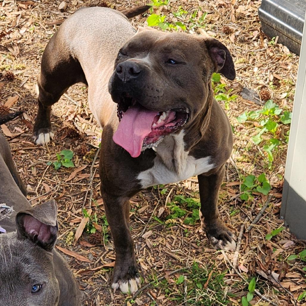 Fish, a Adoptable mixed breed in Greensboro, NC image 6/6