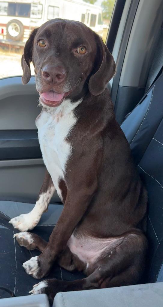 Tiny Tim, Adoptable, Young Male Labrador Retriever & German Shorthaired Pointer.