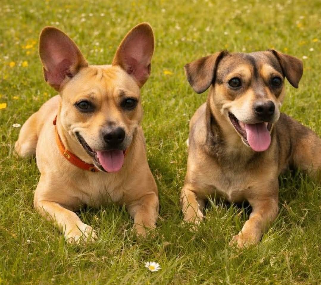 Mika and Peanut , ADOPTABLE, Adult Male Chihuahua.