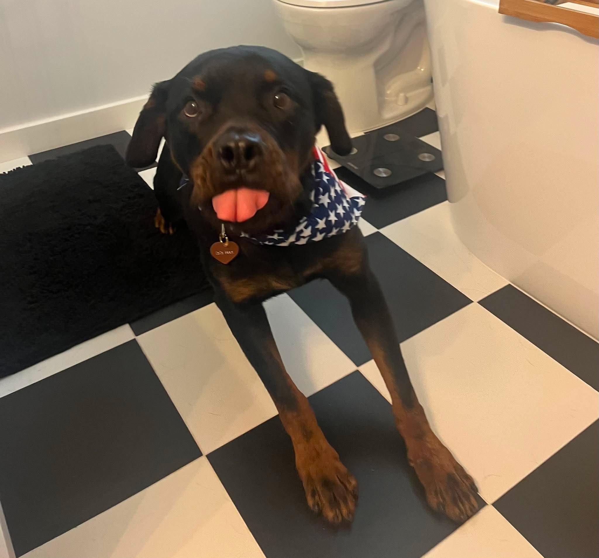 COCO, a ADOPTABLE Rottweiler in Chapel Hill, NC image 1/6