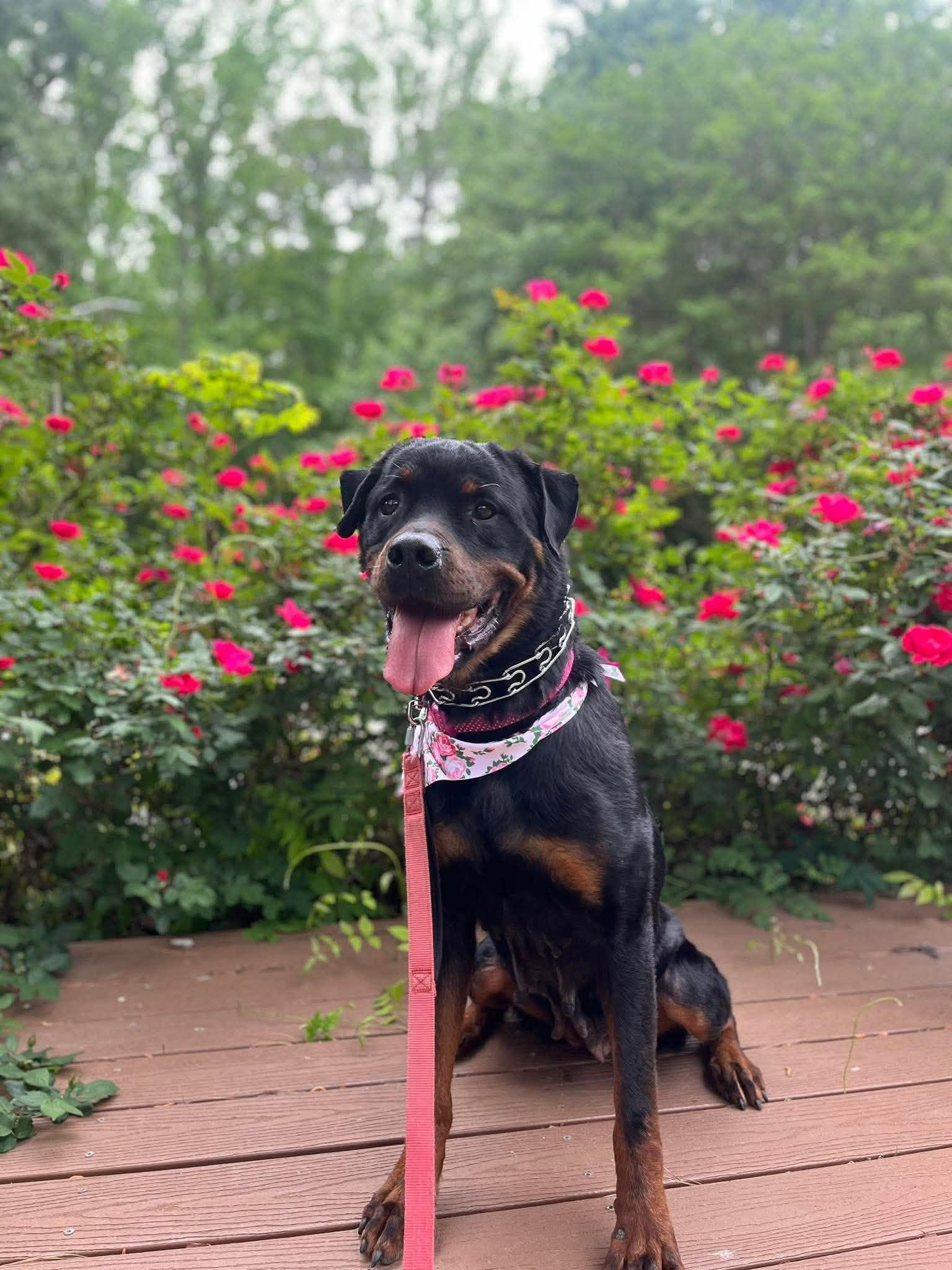 COCO, a ADOPTABLE Rottweiler in Chapel Hill, NC image 2/6