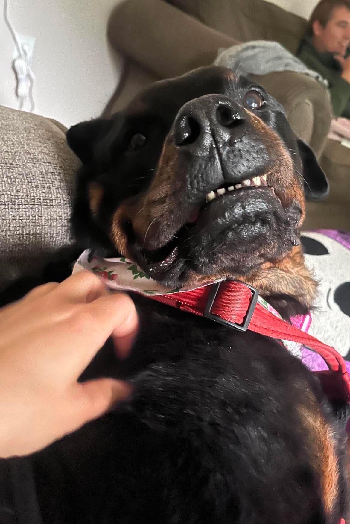 COCO, a ADOPTABLE Rottweiler in Chapel Hill, NC image 6/6