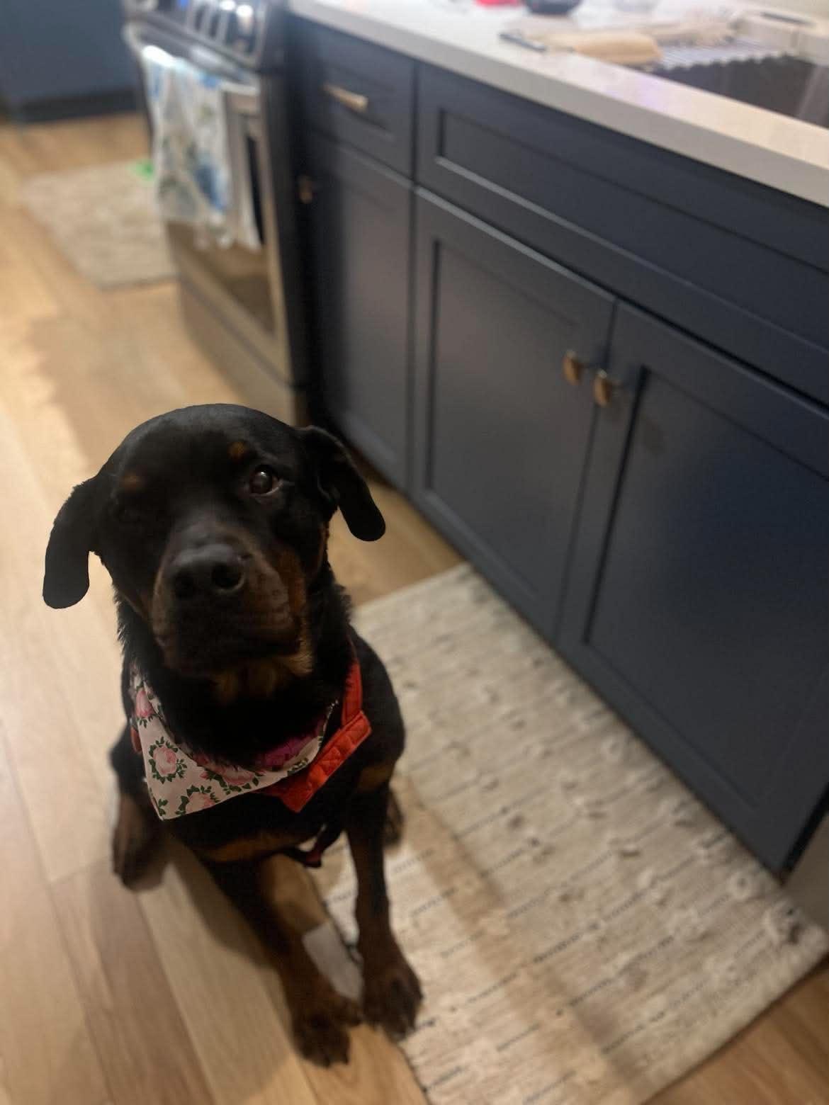 COCO, a ADOPTABLE Rottweiler in Chapel Hill, NC image 4/6