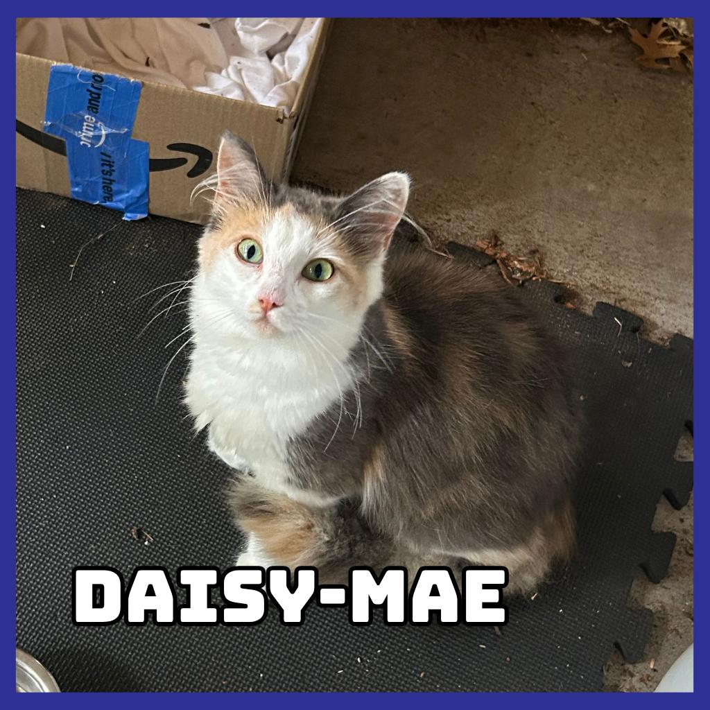 Daisy-Mae, Adoptable, Young Female Domestic Long Hair.