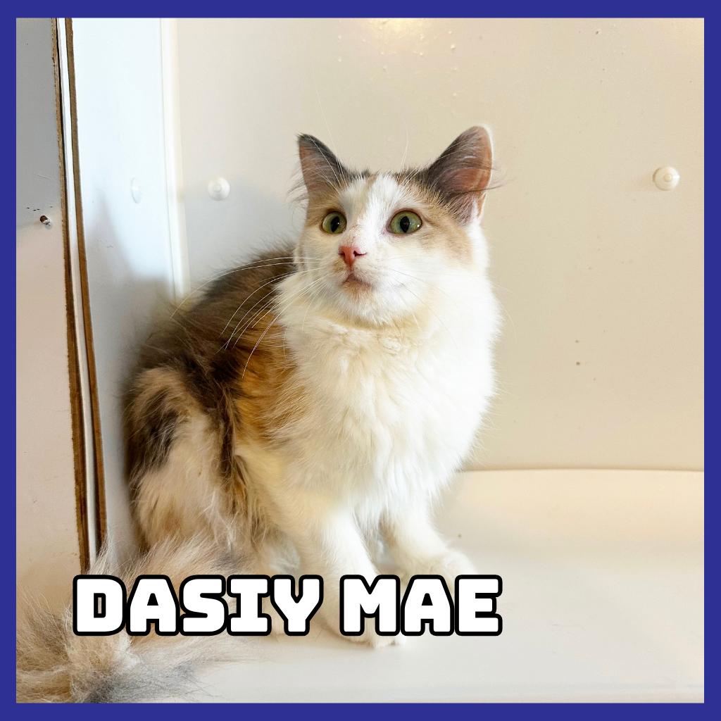 Enlarge Daisy-Mae, a Adoptable Domestic Long Hair in Glenwood, MN image 2/2