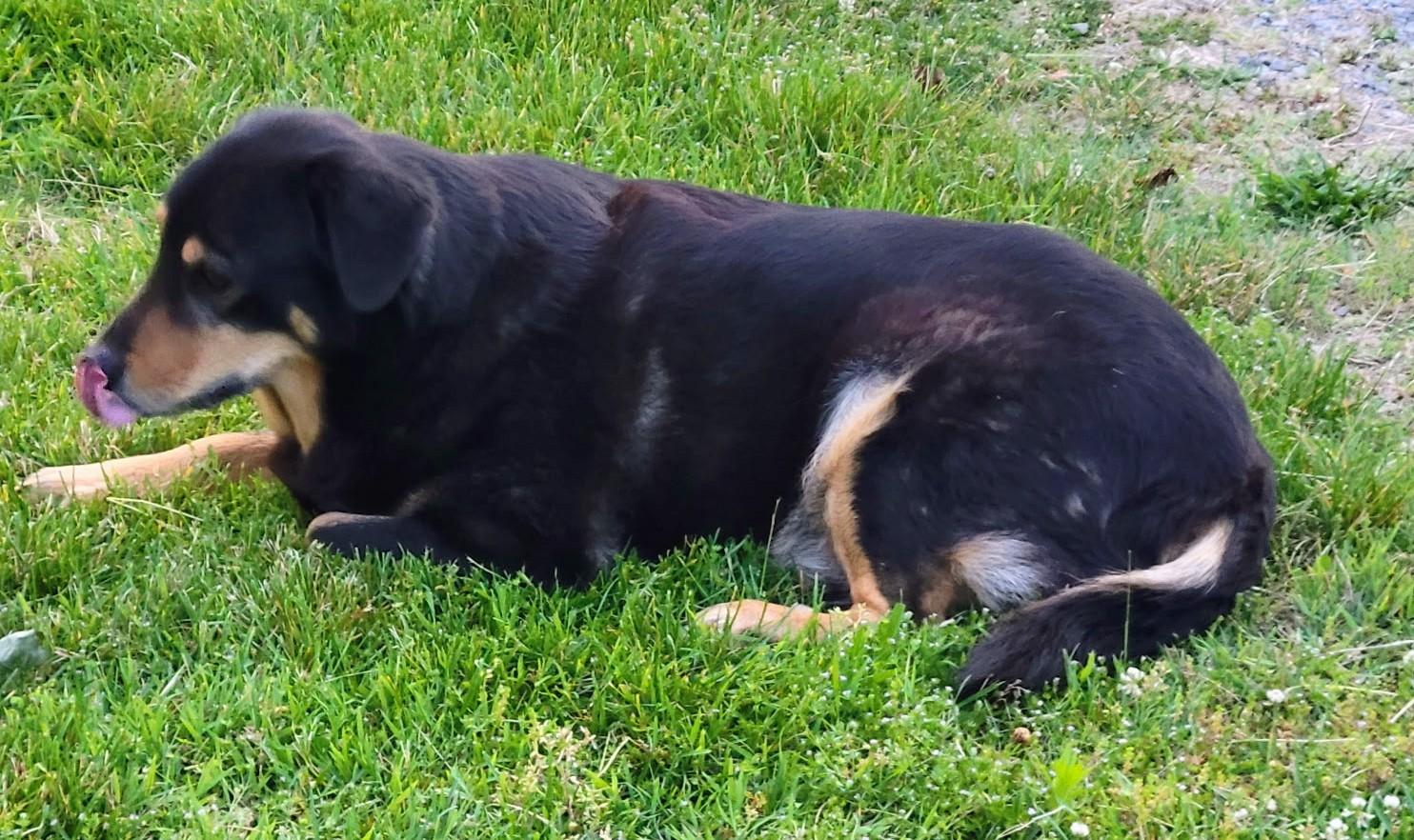 Enlarge PEANUT, a ADOPTABLE mixed breed in Lebanon, TN image 2/2