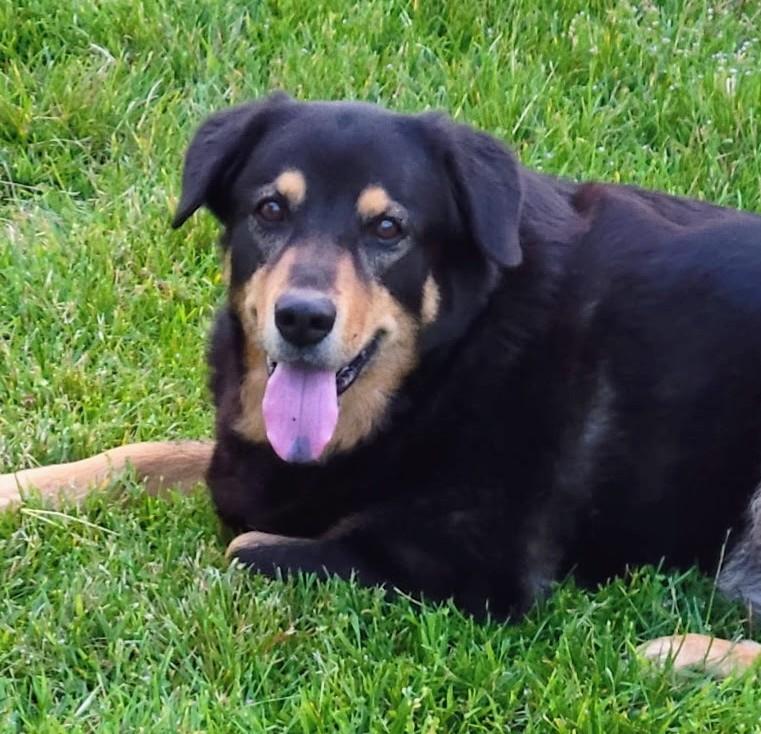 Enlarge PEANUT, a ADOPTABLE mixed breed in Lebanon, TN image 1/2