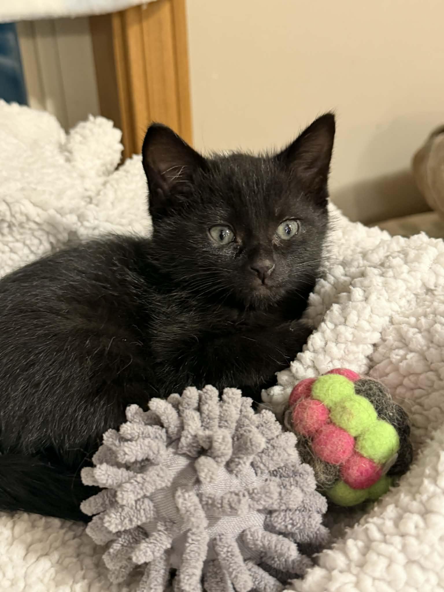 Enlarge Peanut, an adopted Domestic Short Hair in Martinsville, IN image 1/1