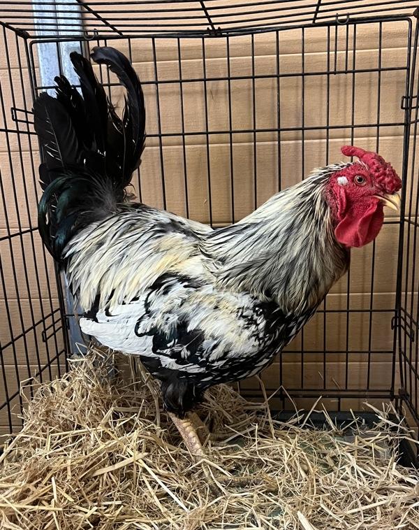 Mr. Pibb, Adoptable, Adult Male Chicken.