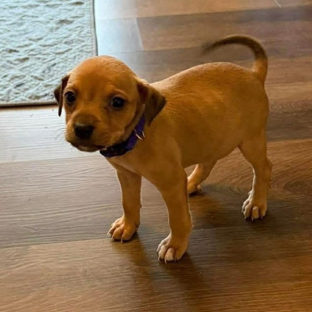 Enlarge Georgia , a ADOPTABLE mixed breed in Aberdeen, NC image 1/1