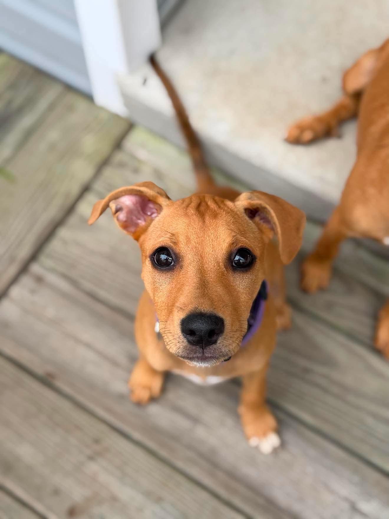 Georgia , ADOPTABLE, Puppy Female Boxer & Mountain Cur.