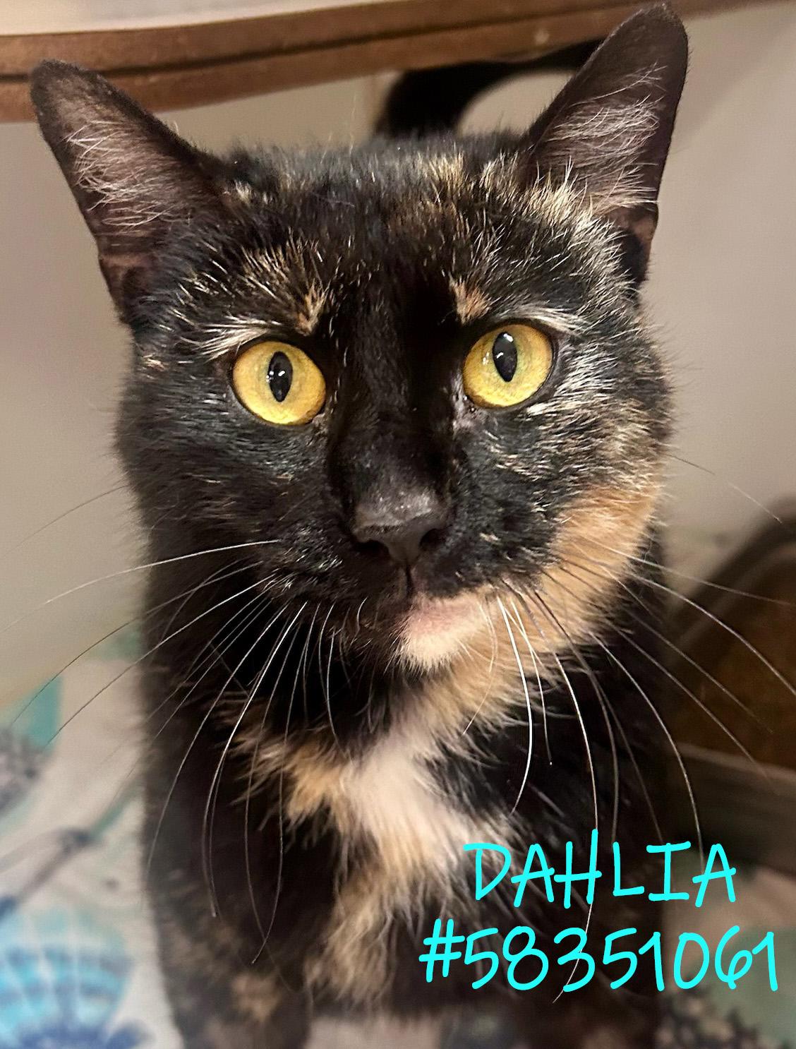 Dahlia, Adoptable, Adult Female Tortoiseshell.