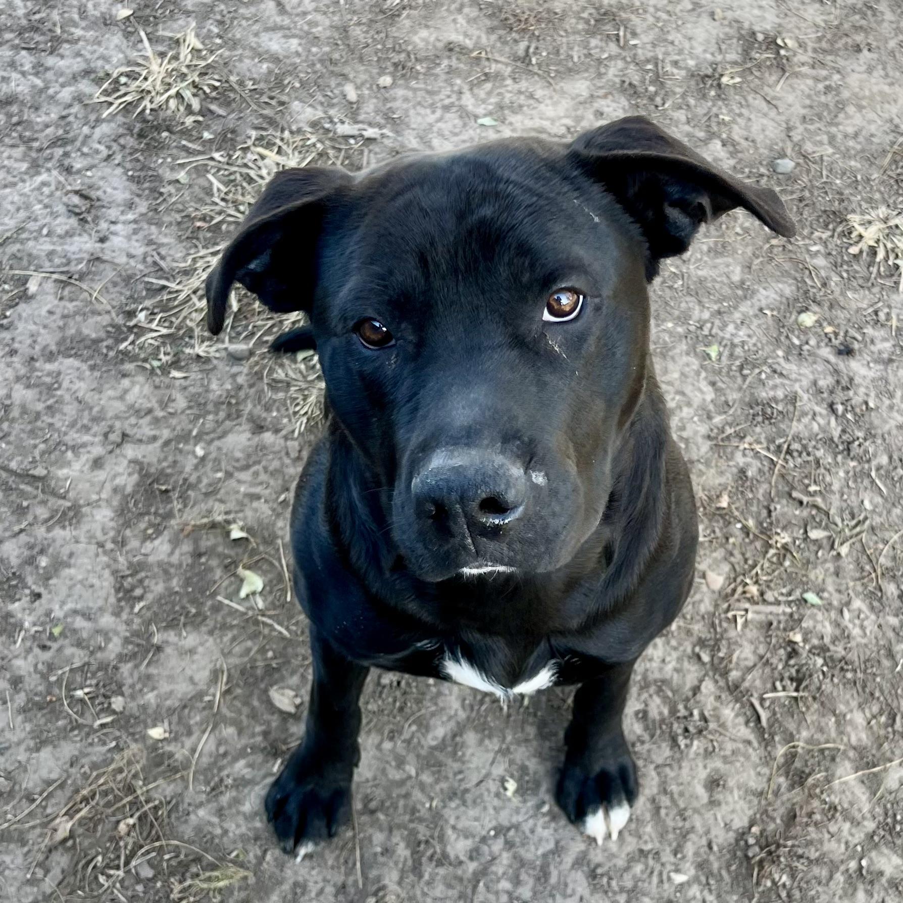 Nuck, a Adoptable mixed breed in Albany, MO image 1/6