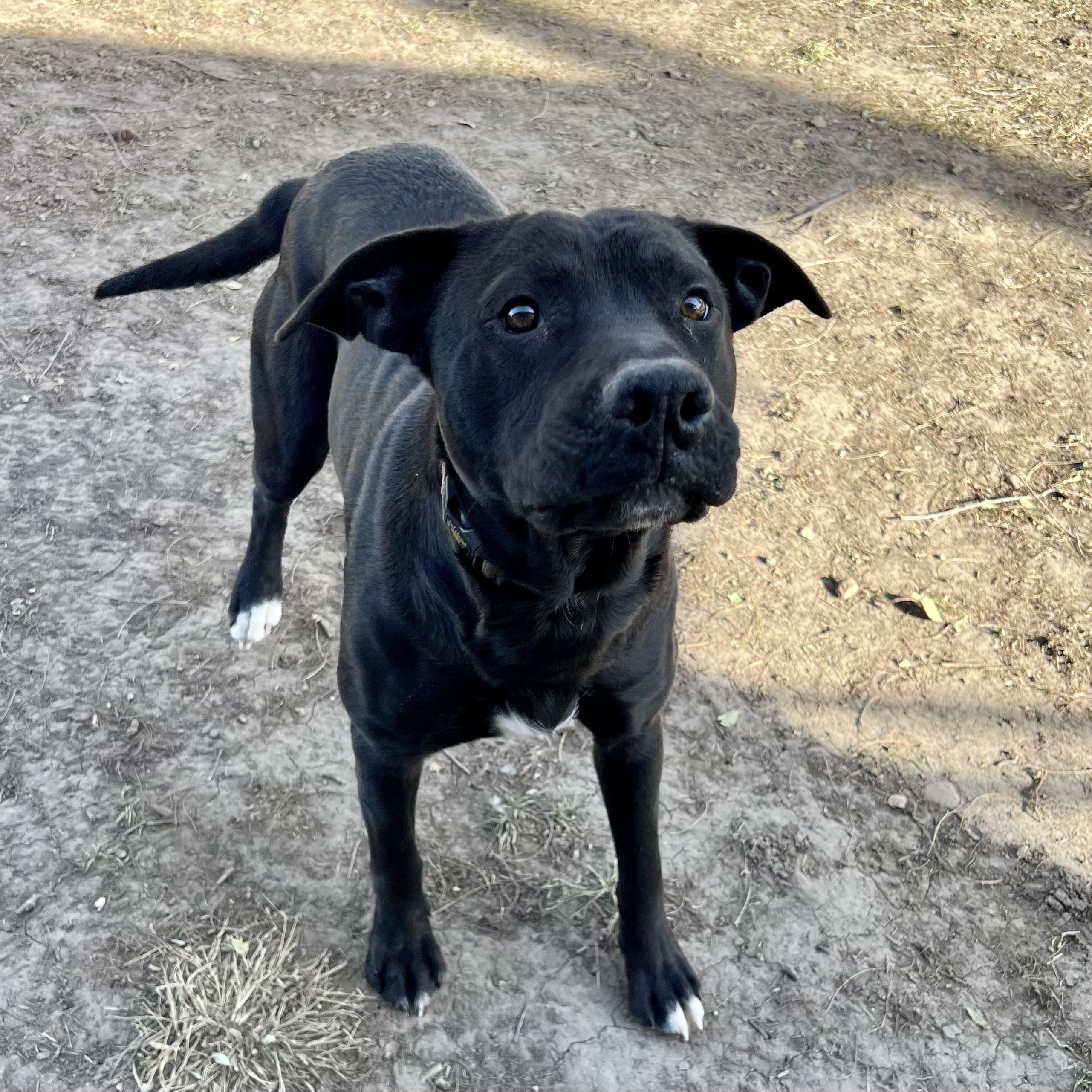 Nuck, a Adoptable mixed breed in Albany, MO image 6/6