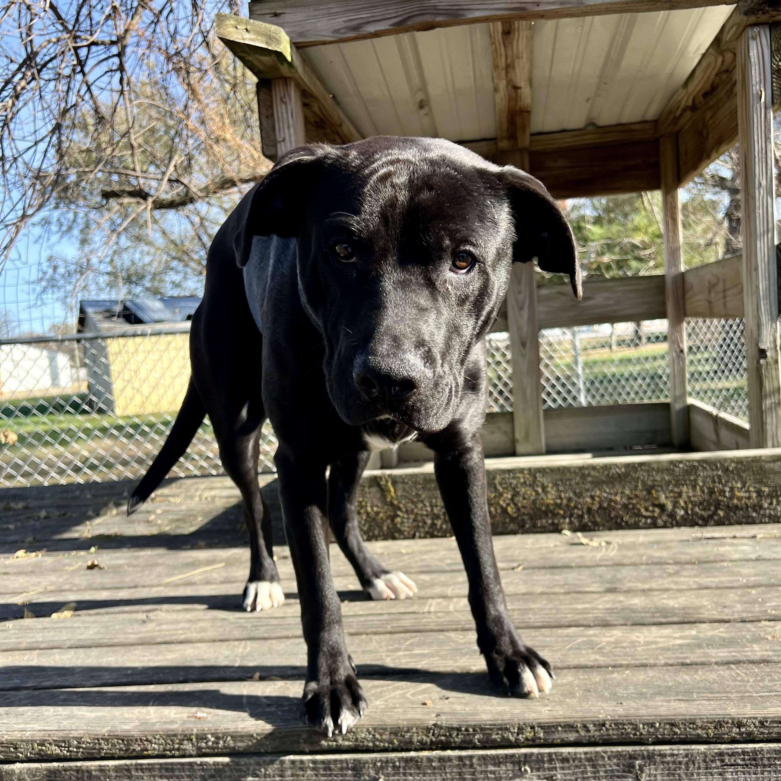 Nuck, a Adoptable mixed breed in Albany, MO image 4/6