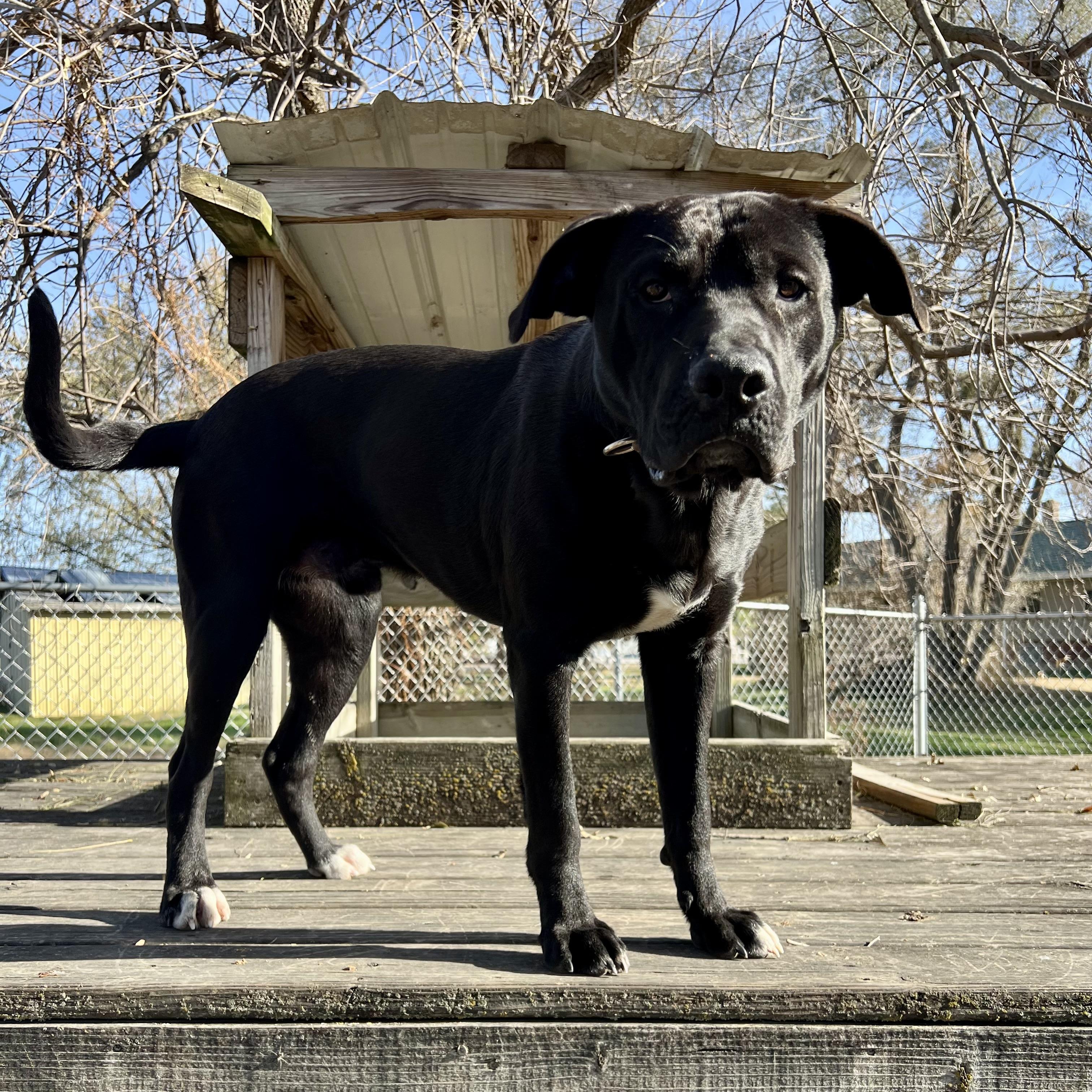 Nuck, a Adoptable mixed breed in Albany, MO image 2/6