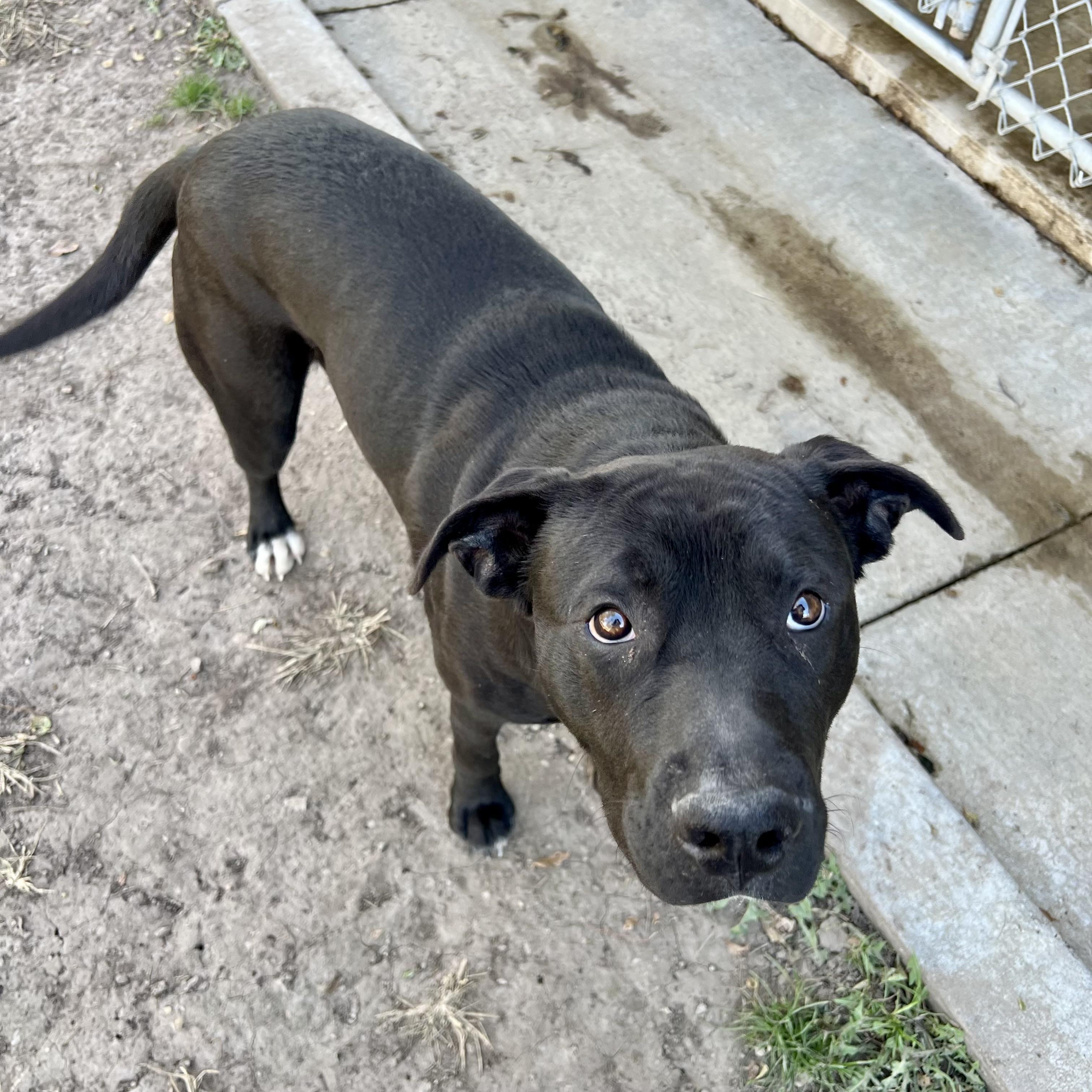 Nuck, a Adoptable mixed breed in Albany, MO image 3/6