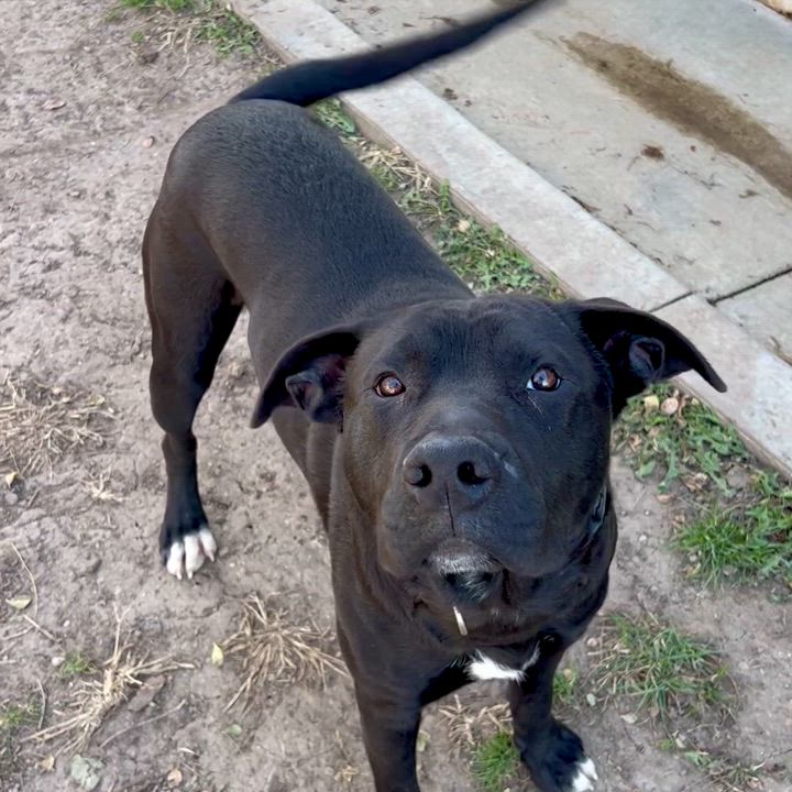 Enlarge Nuck, a Adoptable mixed breed in Albany, MO video 5/6