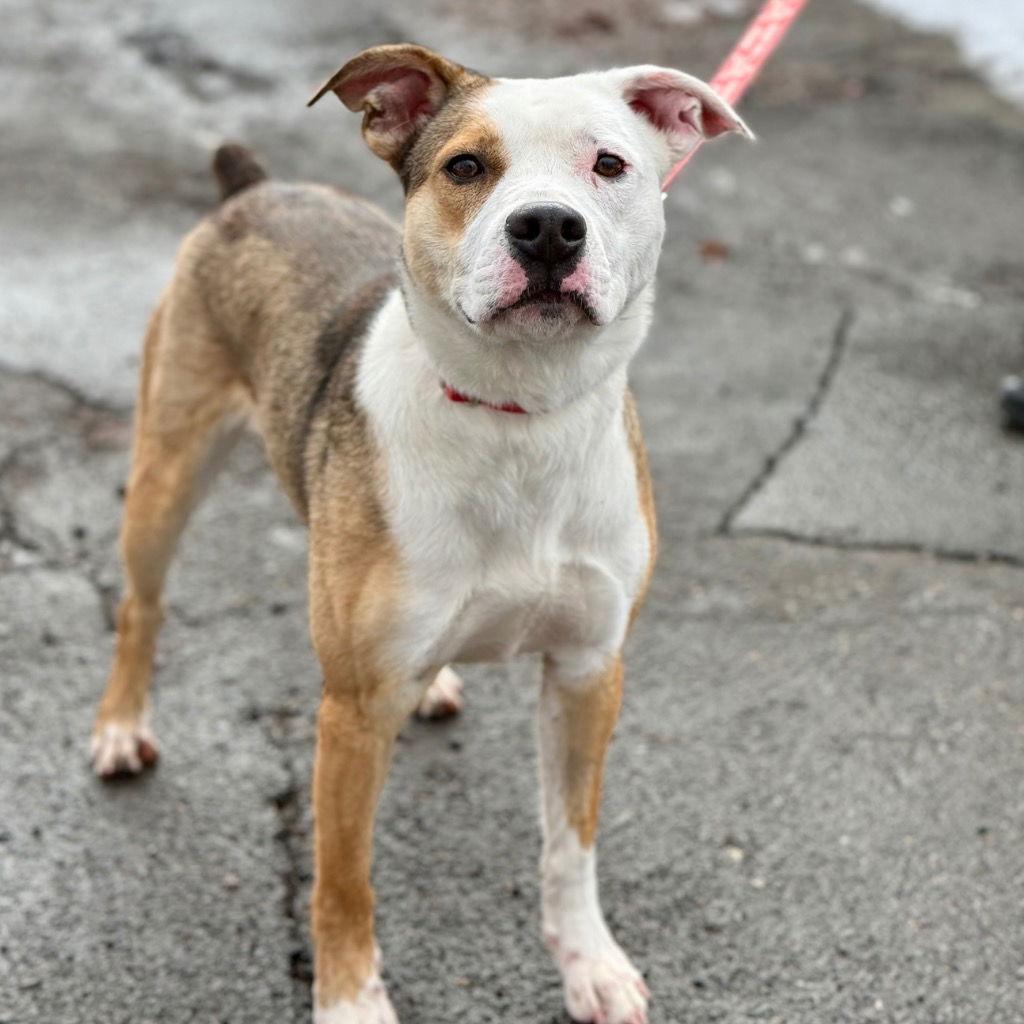 Luna, Adoptable, Young Female Australian Shepherd & Terrier.