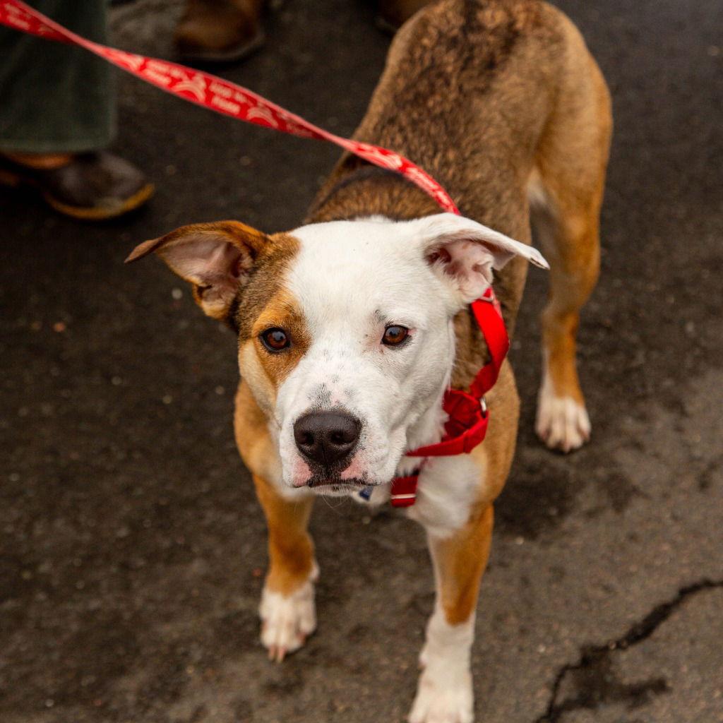 Enlarge Luna, a Adoptable mixed breed in Bloomfield, CT image 2/3
