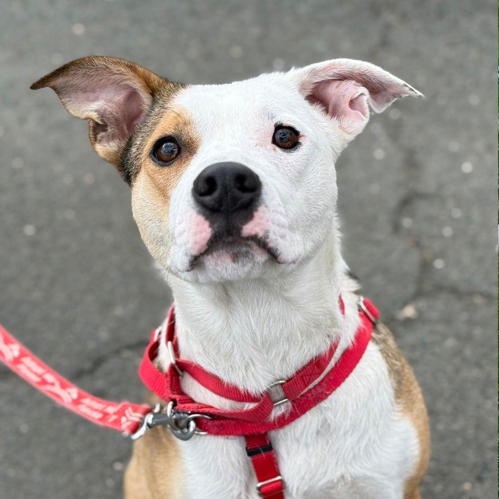 Enlarge Luna, a Adoptable mixed breed in Bloomfield, CT image 2/3