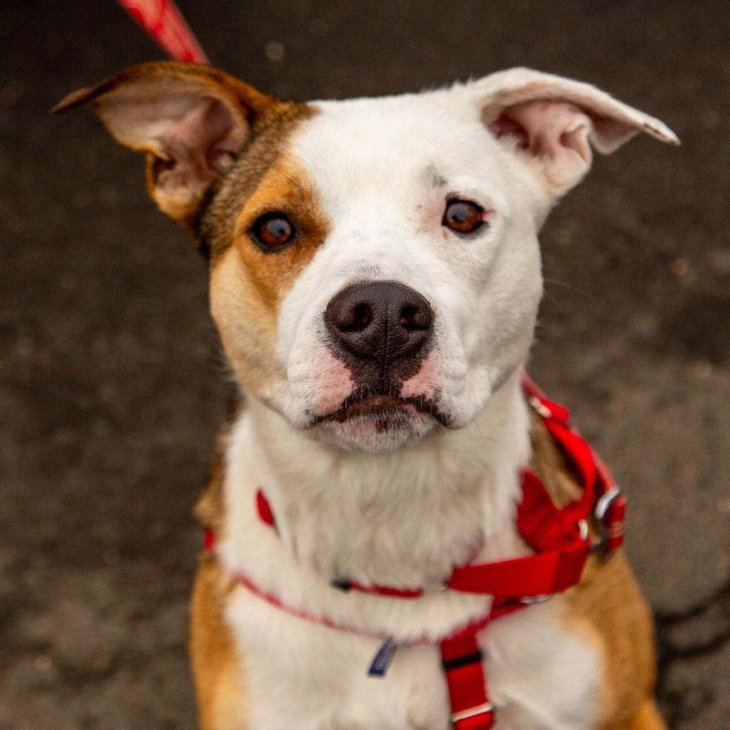 Enlarge Luna, a Adoptable mixed breed in Bloomfield, CT image 3/3