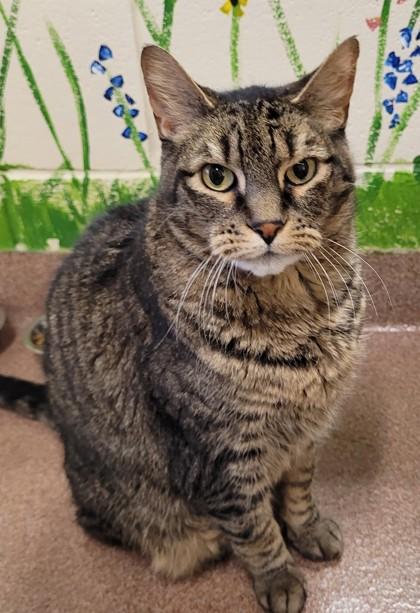 Kuma- Bonded w/ Grey Kitty, Adoptable, Senior Male Domestic Short Hair & Domestic Short Hair.