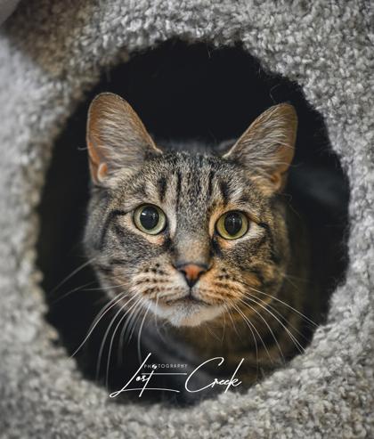 Enlarge Kuma- Bonded w/ Grey Kitty, a Adoptable mixed breed in Kalispell, MT image 2/3