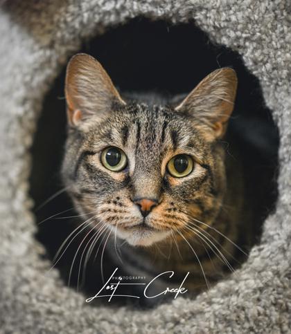 Enlarge Kuma- Bonded w/ Grey Kitty, a Adoptable mixed breed in Kalispell, MT image 3/3