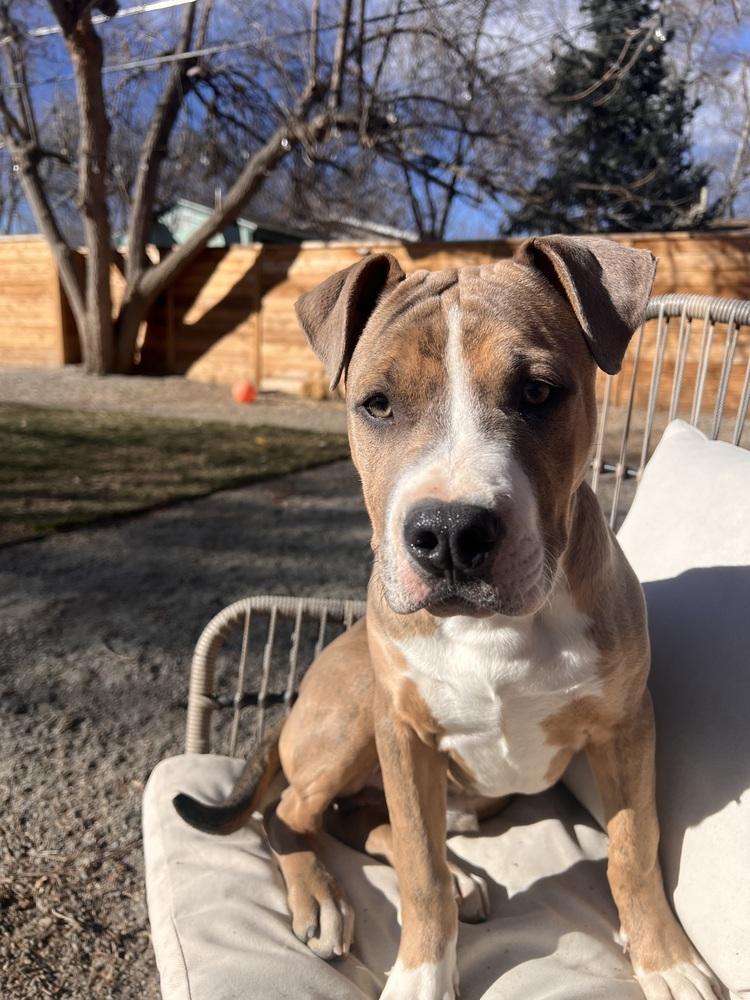 Woody, Adoptable, Puppy Male Pit Bull Terrier.