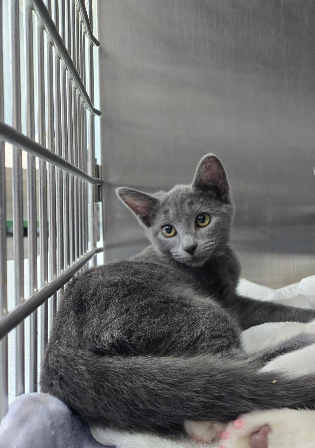 Blue, adopted, Young Female Domestic Short Hair.