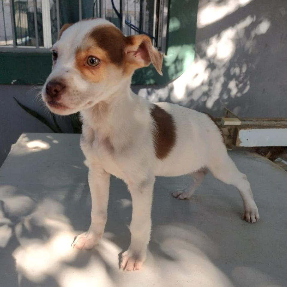 Cholo — thumbnail 2