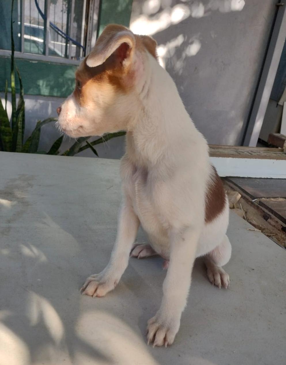 Cholo — thumbnail 3