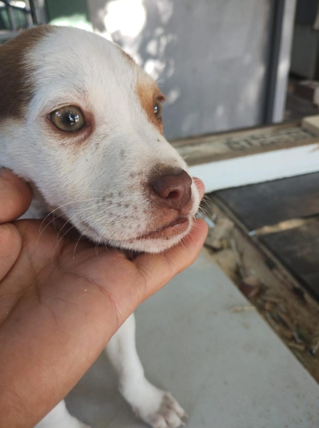 Cholo — thumbnail 4