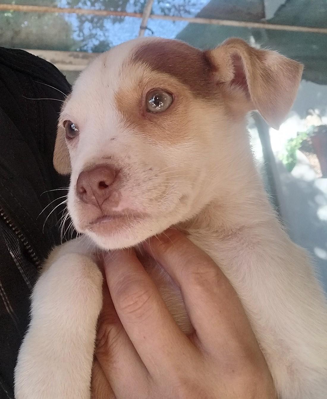 Cholo — thumbnail 5