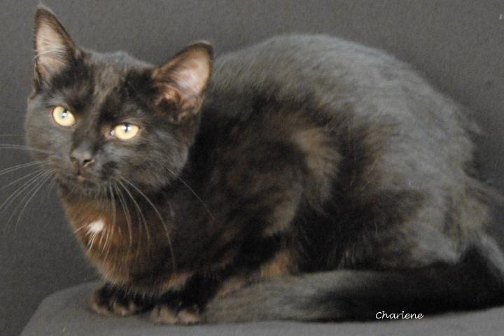 Wildflower, ADOPTABLE, Young Female American Shorthair.
