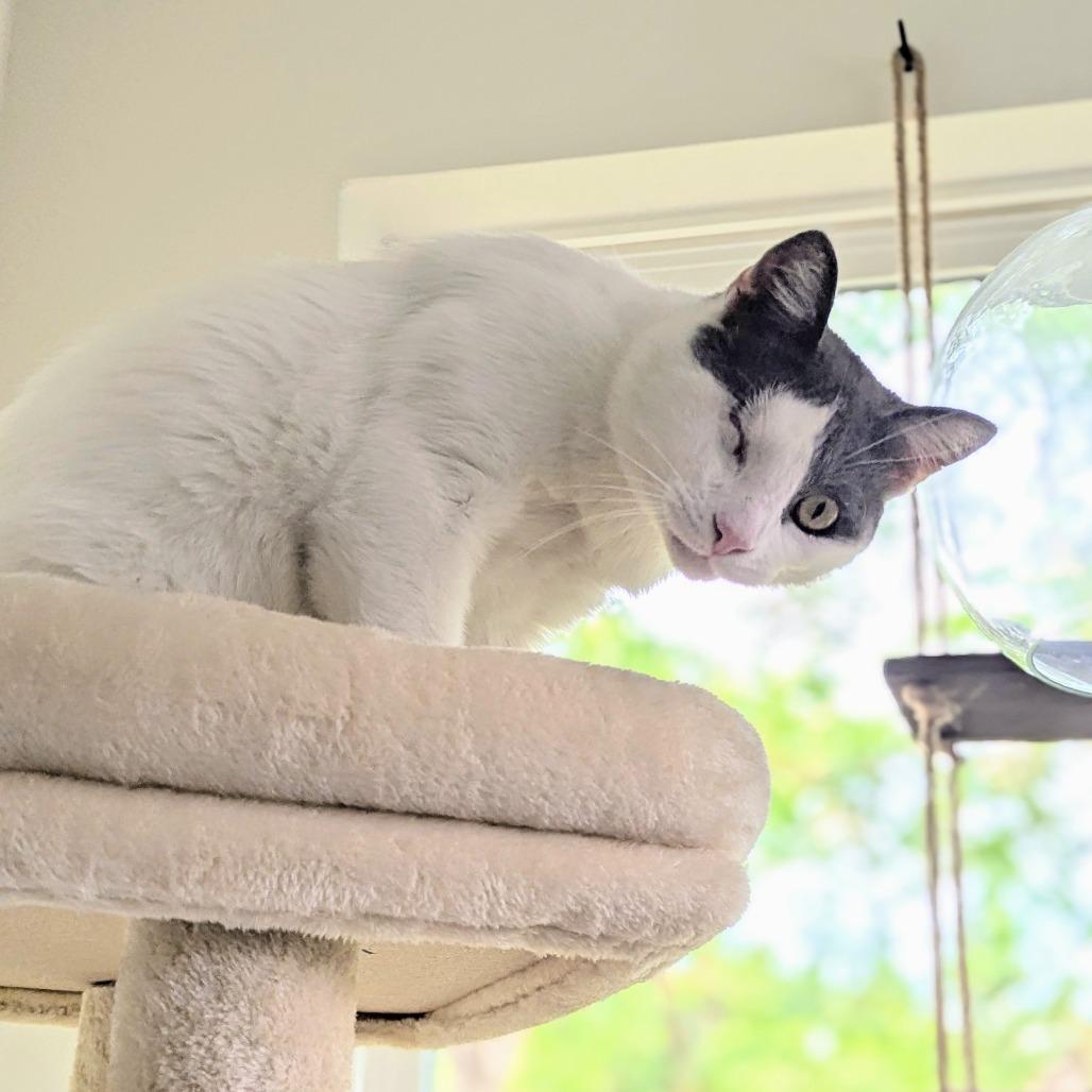 Moon Halo, Adoptable, Adult Male Domestic Short Hair.