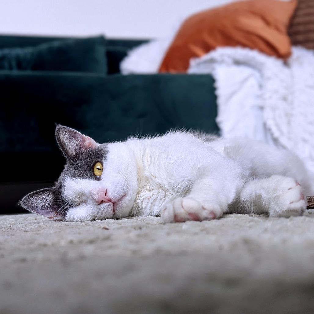 Enlarge Moon Halo, a Adoptable Domestic Short Hair in Austin, TX image 2/6