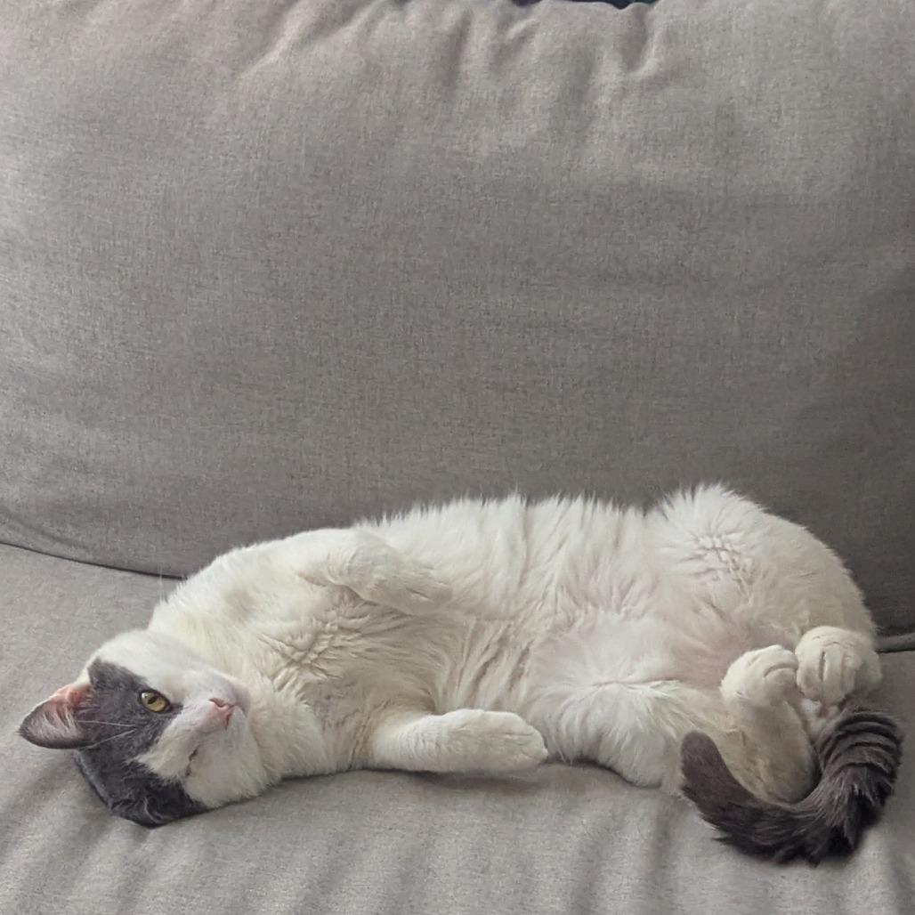 Enlarge Moon Halo, a Adoptable Domestic Short Hair in Austin, TX image 3/6