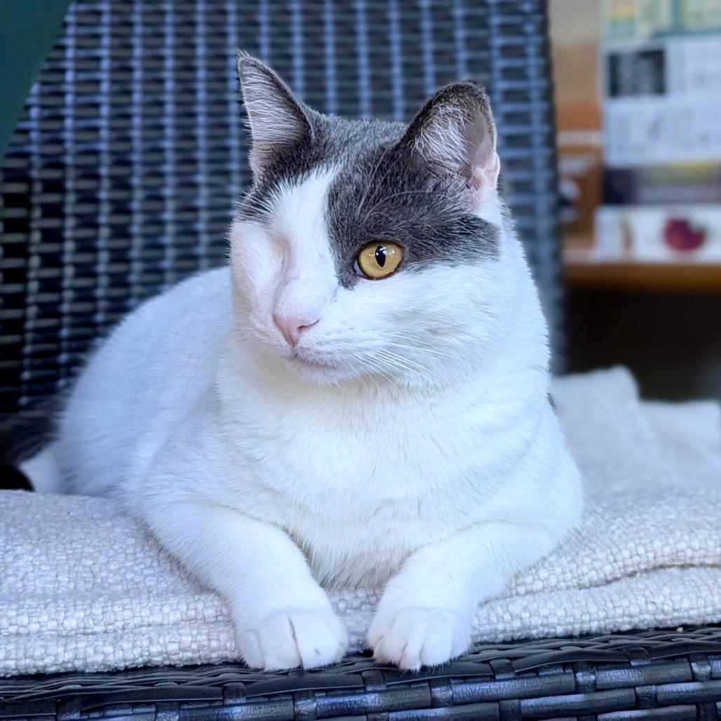 Enlarge Moon Halo, a Adoptable Domestic Short Hair in Austin, TX image 4/6