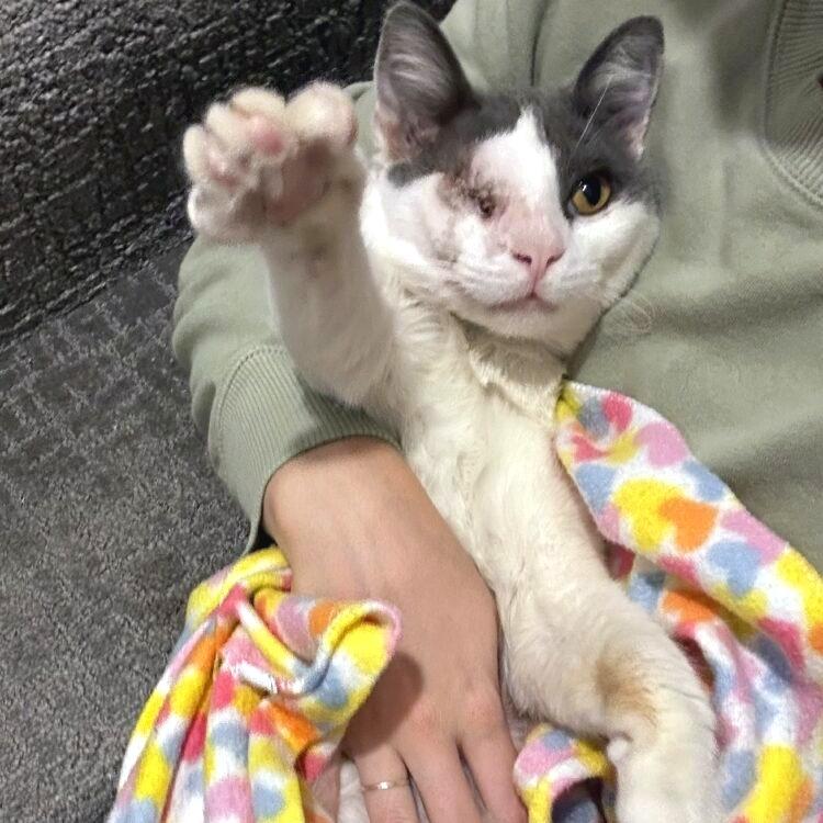 Enlarge Moon Halo, a Adoptable Domestic Short Hair in Austin, TX image 5/6