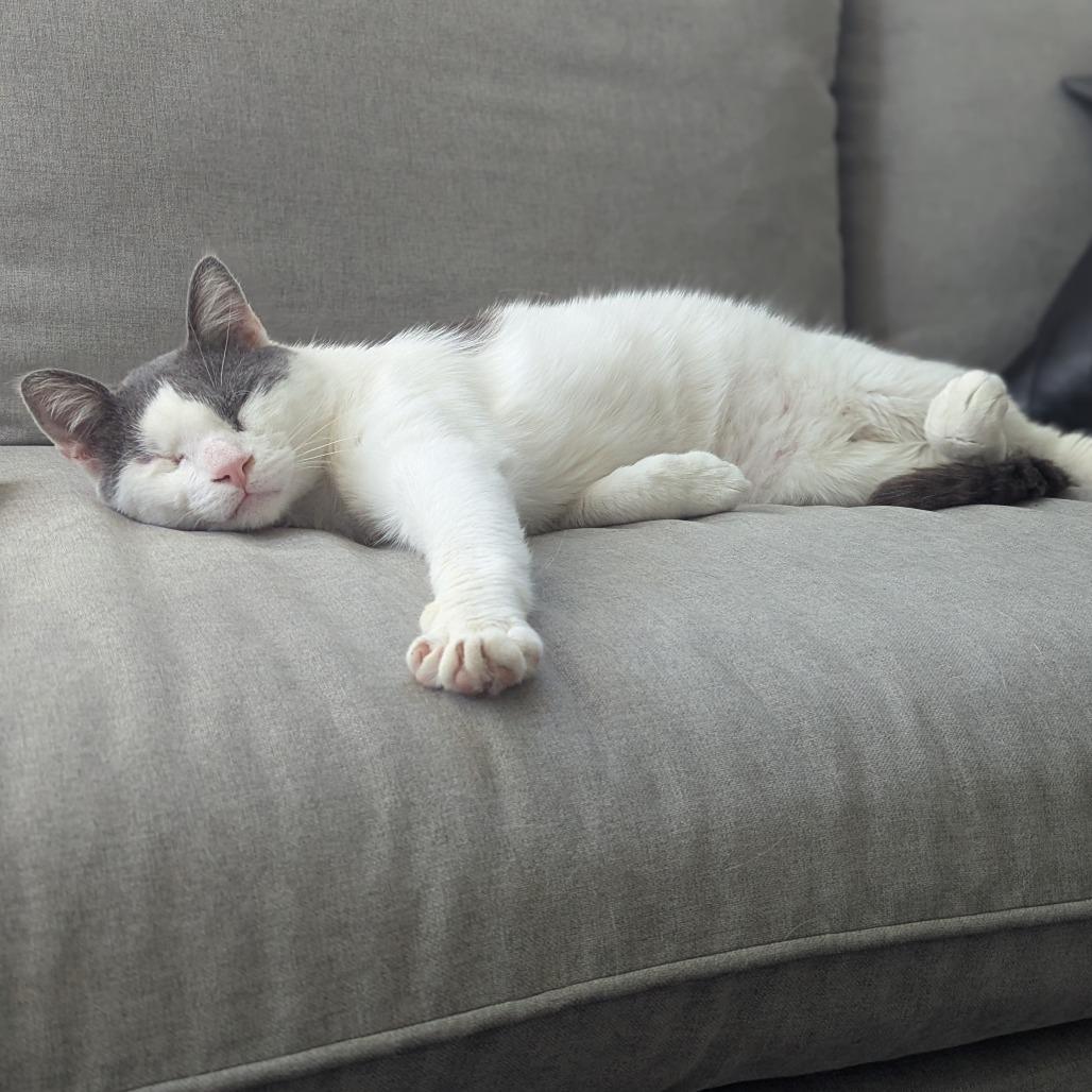 Enlarge Moon Halo, a Adoptable Domestic Short Hair in Austin, TX image 6/6