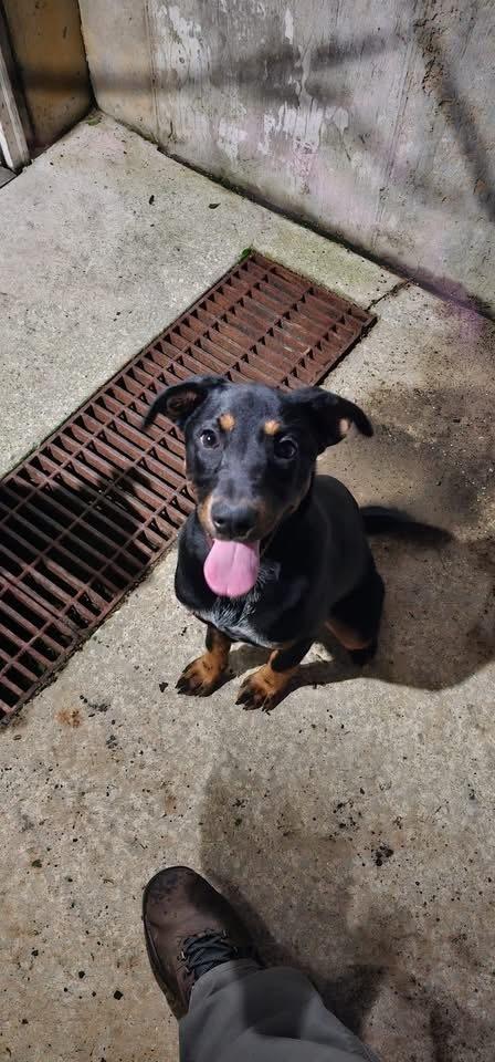 Enlarge Janie, a Adoptable mixed breed in Irwin, PA image 4/4